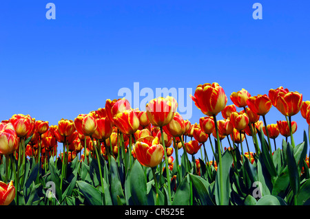 Les tulipes (Tulipa sp.), Lisse, Hollande du Sud, Hollande, Pays-Bas, Europe" Banque D'Images