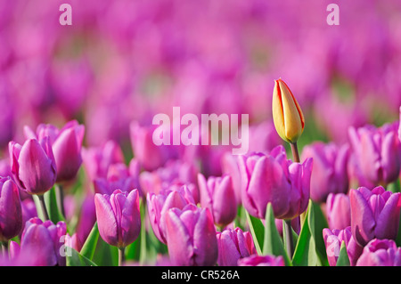 Les tulipes (Tulipa sp.), Lisse, Hollande du Sud, Hollande, Pays-Bas, Europe" Banque D'Images