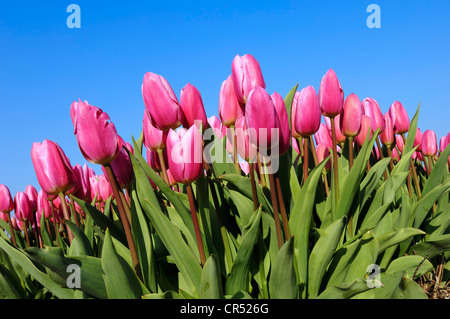 Les tulipes (Tulipa sp.), Lisse, Hollande du Sud, Hollande, Pays-Bas, Europe Banque D'Images