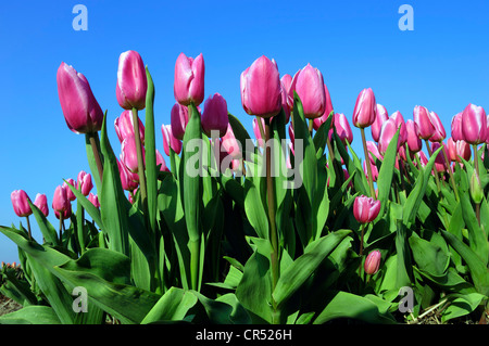 Les tulipes (Tulipa sp.), Lisse, Hollande du Sud, Hollande, Pays-Bas, Europe Banque D'Images