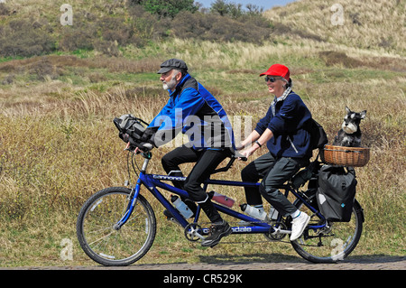 Couple riding un tandem avec un schnauzer nain dans un panier, Castricum, Hollande du Nord, Hollande, Pays-Bas, Europe Banque D'Images