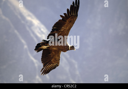 (Condor charognard gryphus) planeur au Canyon de Colca. Département d'Arequipa, Pérou. Banque D'Images