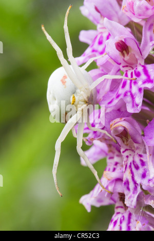 Araignée crabe sur orchid Banque D'Images