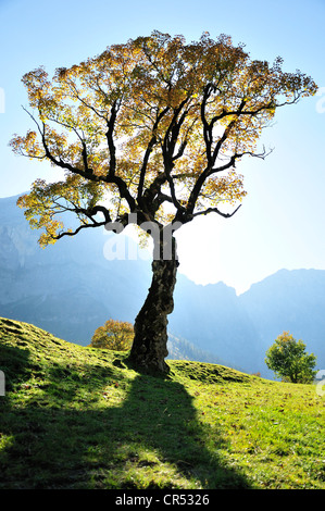 L'érable sycomore (Acer pseudoplatanus) dans Grosser Ahornboden alp près du village de Hinterriss dans la gamme Karwendel près de Banque D'Images