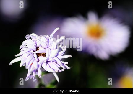 Daisy (Bellis), et des fleurs fanées Banque D'Images