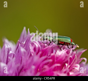 Malachite vert irisé ponderosa avec taches rouges Banque D'Images