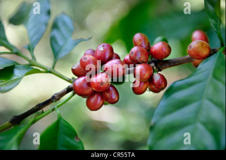 Café en grains mûrs sur une usine de café (Coffea), d'El Salvador, en Amérique centrale, en Amérique latine Banque D'Images