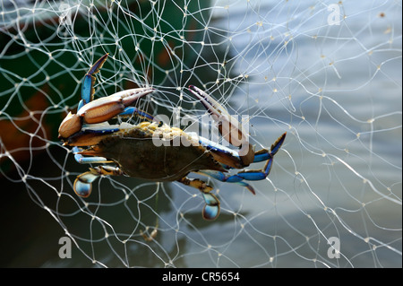 Chesapeake ou crabe bleu de l'Atlantique (Callinectes sapidus) dans un filet de pêcheur, Pedra de Guaratiba, Sepitiba) Bay, Bahia de Sepitiba) Banque D'Images