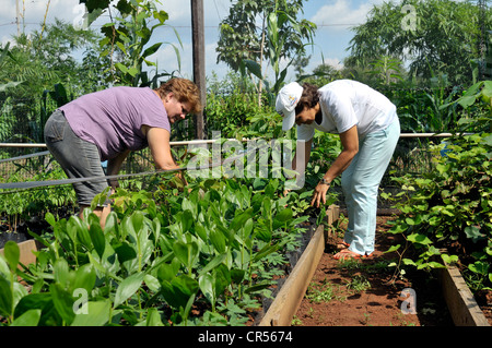 Fermières de cultiver des semis pour le reboisement de terres défrichées dans la forêt amazonienne, une pépinière d'une coopérative de Banque D'Images