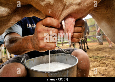 Homme traire une vache à la main, le règlement du Movimento dos Trabalhadores Rurais Sem Terra MST, mouvement des paysans sans terre Banque D'Images