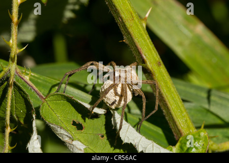 Macro shot of Female Wolf Spider avec sac Banque D'Images