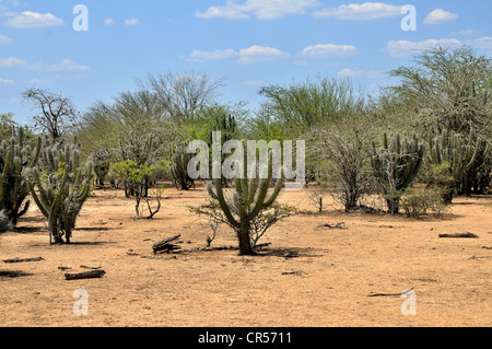 Paysage sec dans la région du Gran Chaco, après sept mois sans pluie, les conséquences des changements climatiques, la province Banque D'Images