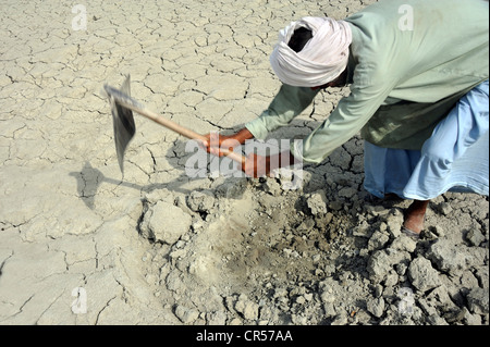 Exploitant agricole travaillant sur les sol loameux, Lehar Basti Walla village, Punjab, Pakistan, Asie Banque D'Images