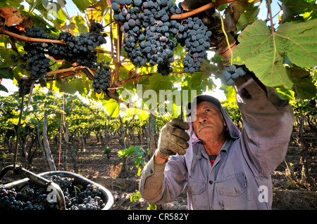 Au cours de la sélection vintage de Syrah sur l Carinae vignoble à Maipu, Province de Mendoza, Argentine, Amérique du Sud Banque D'Images