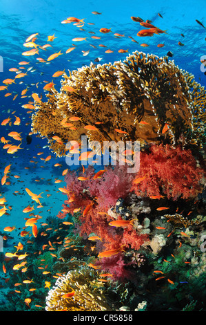 L'Egypte, Mer Rouge, un récif de corail, vue sous-marine Banque D'Images