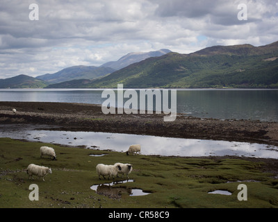 Vue sur Ben Nevis, la plus haute montagne de Grande-Bretagne, sur le Loch Linnhe, Ecosse Banque D'Images