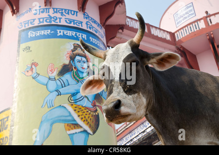 Holy Cow en face d'un énorme Shiva en peinture à l'ghats de Varanasi, Uttar Pradesh, Inde, Asie Banque D'Images