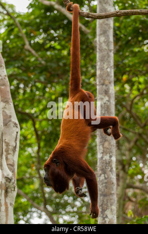 Singe hurleur rouge pendaison par queue préhensile. Banque D'Images