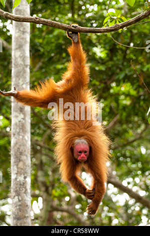 Red monkey uakari péruvienne (Cacajao calvus ucayalii) suspendu par les pieds. Banque D'Images