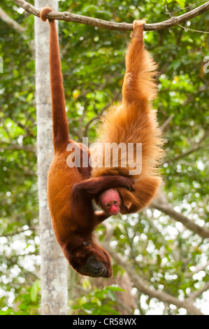 Red monkey uakari péruvienne (Cacajao calvus ucayalii) et du singe hurleur Banque D'Images