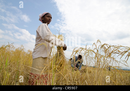 Femme de la récolte de cultures à l'extérieur d'un petit village dans la région de Jorhat, Assam, Inde, Asie Banque D'Images