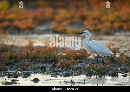 France, Loire Atlantique, Guérande, Aigrette garzette (Egretta garzetta) Banque D'Images