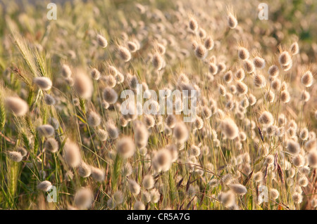 France, Loire Atlantique, La Turballe, pointe de Pen Bron (Pen Bron's Hedland), Harestail les herbes (Lagurus ovatus) Banque D'Images