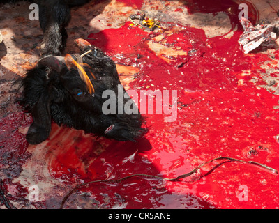 Tête d'une chèvre qui a été sacrifié par un prêtre local pendant le festival de Dashain à Katmandou, Népal, Asie du Sud Banque D'Images