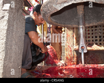 Curé de sacrifier une chèvre pendant le festival de Dashain à Katmandou, Népal, Asie du Sud Banque D'Images