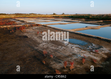 France, Loire Atlantique, Guérande, Salicornia dans un marais salé Banque D'Images