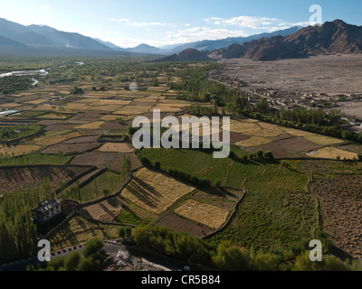 Les terres agricoles irriguées le long du fleuve Indus, vu depuis le toit de Tikse Gompa, Thiksey, Jammu-et-Cachemire, l'Inde, l'Asie Banque D'Images