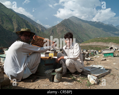 Les sections locales de produire le miel la façon traditionnelle, dans la zone au sud de la frontière du nord-ouest, Naran, le Pakistan, l'Asie du Sud Banque D'Images