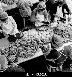 Années 1950. Image historique de la Chine montrant usine femelle portant des filets à cheveux couper les travailleurs d'herbes chinoises. Banque D'Images