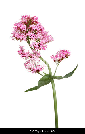 Centranthus ruber, valériane rouge fleurs et feuilles isolées contre white Banque D'Images