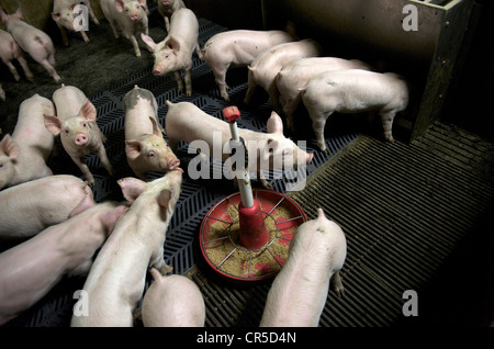 La France, Finistère, cochon Banque D'Images