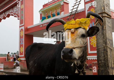 Holy Cow, décoré de guirlandes de fleurs, à l'echelle de Ghat à Rameshwaram, Tamil Nadu, Inde, Asie Banque D'Images