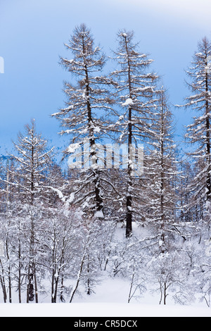 France, Savoie, Bessans, forêt de mélèzes près de Le hameau du Villaron, partie du Parc National de La Vanoise (La Parc National de la Vanoise Banque D'Images