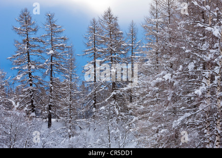 France, Savoie, Bessans, forêt de mélèzes près de Le hameau du Villaron, partie du Parc National de La Vanoise (La Parc National de la Vanoise Banque D'Images