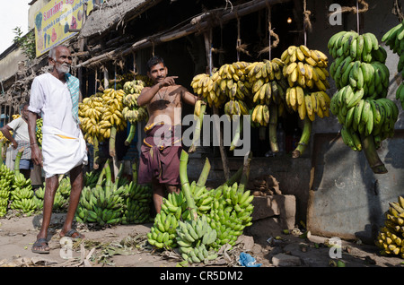 Les bananes en vente, marché de gros dans les rues de Madurai, Tamil Nadu, Inde, Asie Banque D'Images