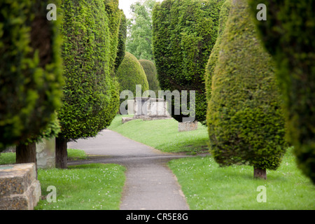 Yew Trees St Marys Church, Painswick, Stroud, Gloucestershire, Angleterre, Royaume-Uni Banque D'Images