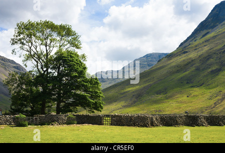 Arbres baignée de soleil à Wasdale Head dans le Lake District Cumbria. Banque D'Images