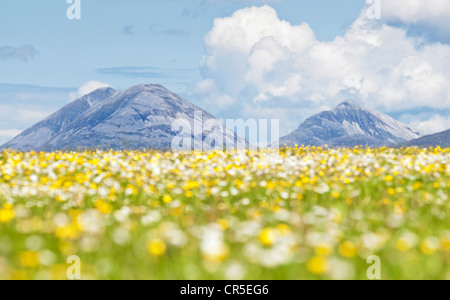 Champs de fleurs et des bouillies de Jura : vue de Islay Banque D'Images