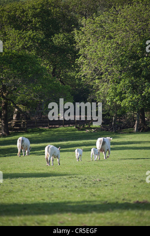 Entendu parler de Charolais dans un champ en Galles Pembrokeshire UK 128019 Bull Banque D'Images