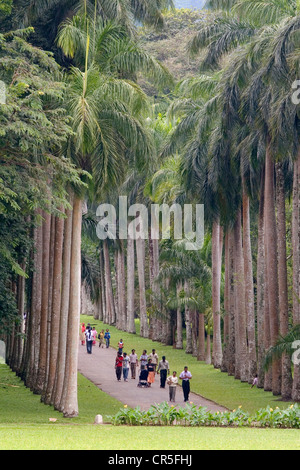 Royal Palm Avenue, jardins botaniques de Peradeniya, Kandy, Sri Lanka, Central Banque D'Images