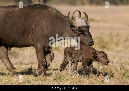 Le Parc National de Nakuru, Kenya, Buffle africain ou Buffle (Syncerus caffer), mère et enfant Banque D'Images