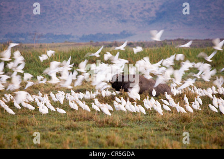 Kenya, Masai Mara National Reserve, Buffle africain ou Buffle (Syncerus caffer), homme et Héron garde-boeufs (Bubulcus ibis) Banque D'Images