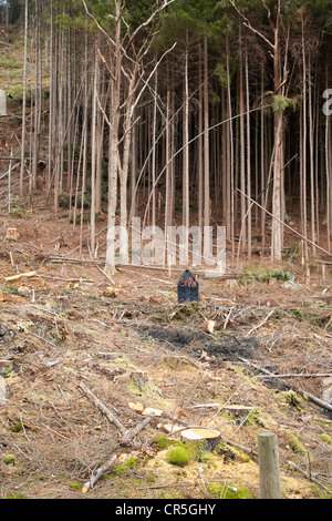 Espace dégagé d'une forêt dans les highlands d'Ecosse UK Banque D'Images