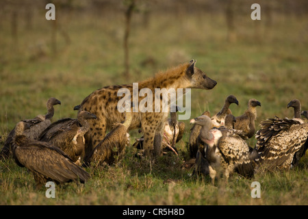 Kenya, Masai Mara National Reserve, l'Hyène tachetée (Crocuta crocuta) et les vautours Banque D'Images