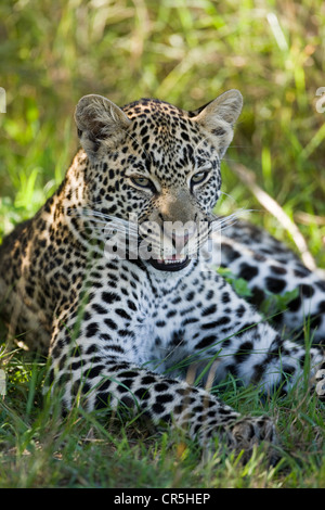 Kenya, Masai Mara National Reserve, le léopard (Panthera pardus), le jeune homme Banque D'Images