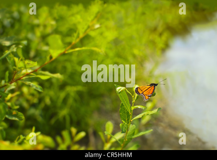 Viceroy Limenitis archippe papillon ailes écartées vue côté perché sur une feuille d'asclépiade commune (Asclepias syriaca Banque D'Images